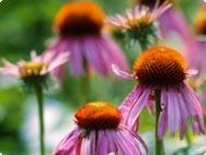 echinacea.jpg