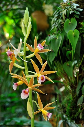PHOTO Mille & une Orchidées ® F-G Grandin MNHN