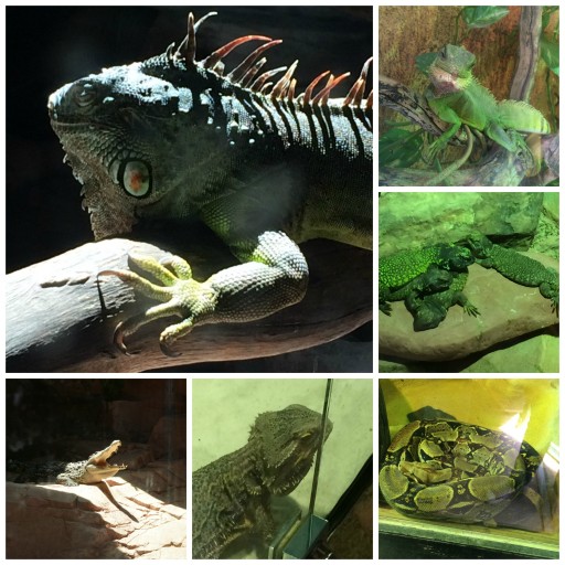 L'arche aux reptiles_Planète Sauvage_Expressionsdenfants