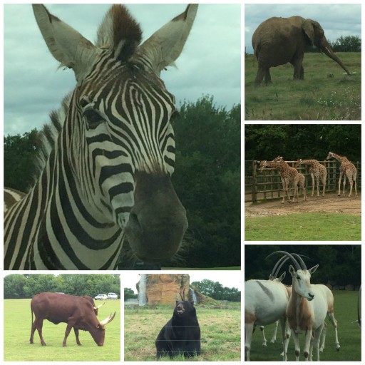 Safari_Animaux journée_Planète Sauvage_Expressionsdenfants