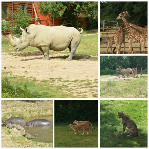 Safari_Animaux_Planète Sauvage_Expressionsdenfants