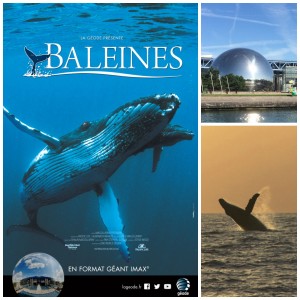 Baleines à bosse à la Géode