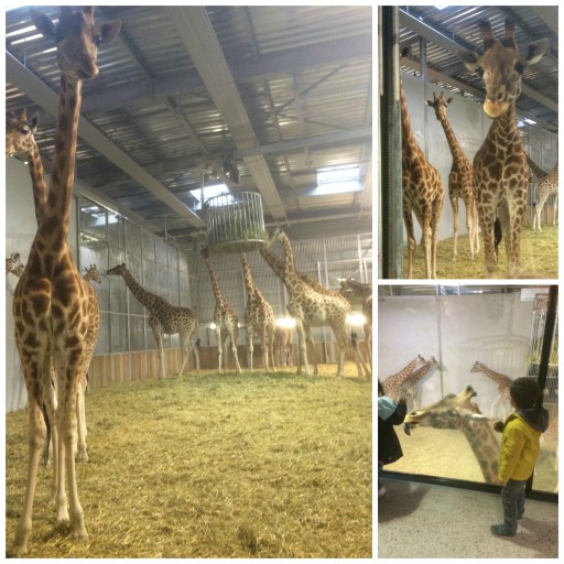Zoo de Paris_Petit déjeuner des girafes_Expressionsdenfants