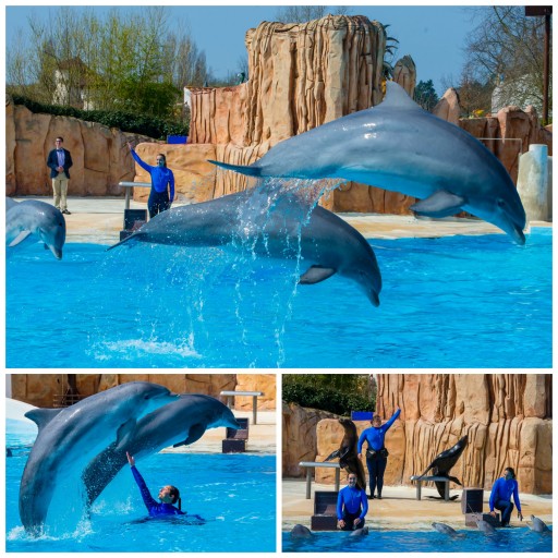 Révérence_Dauphins_Otaries_attraction_Parc Astérix_Expressionsdenfants