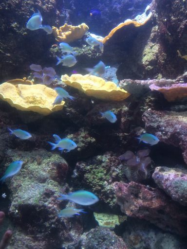 Aquarium de Paris_ Médusarium_Printemps_Expressionsdenfants