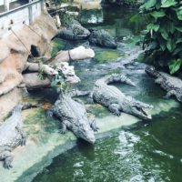 L’été à La Ferme aux Crocodiles [+Concours]