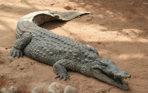 La Ferme aux Crocodiles _Crocodile_Expressionsdenfants