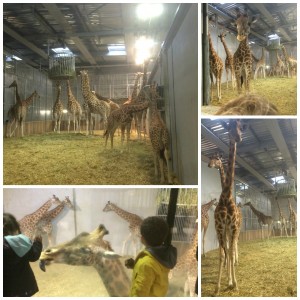 Un petit-déjeuner avec les girafes du zoo de Paris